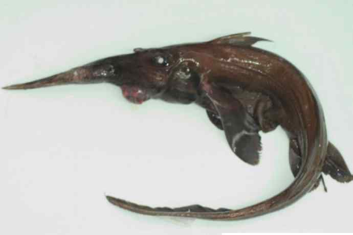 鱼类活化石：长吻银鲛