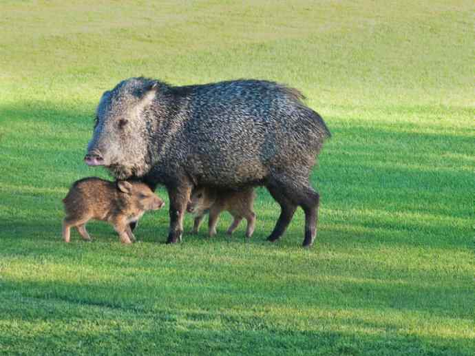 犬科：狐亚科食蟹狐属之食蟹狐