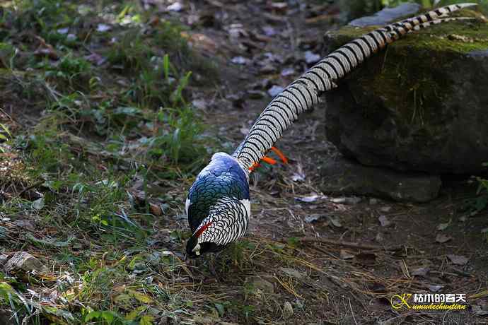 康定拍鈥湴赘菇跫︹