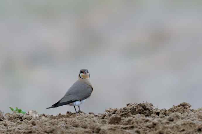 阿穆尔隼与普通燕鸻（生境）