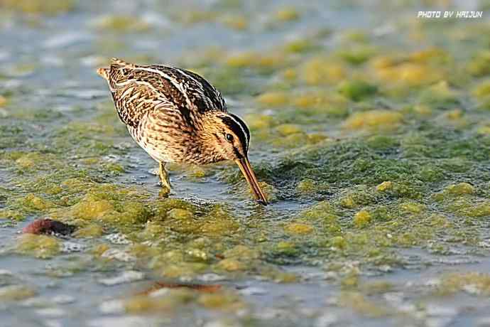 秋实（鹤鹬 wbr遗鸥 wbr扇尾沙锥 wbr金斑鸻）
