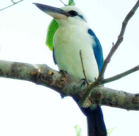 白头鸟系列:另类的美丽4 白头鸟系列:另类的美丽4