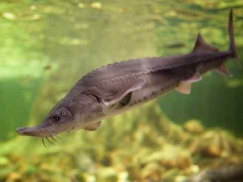 鱼类活化石:中华鲟 鱼类活化石:中华鲟