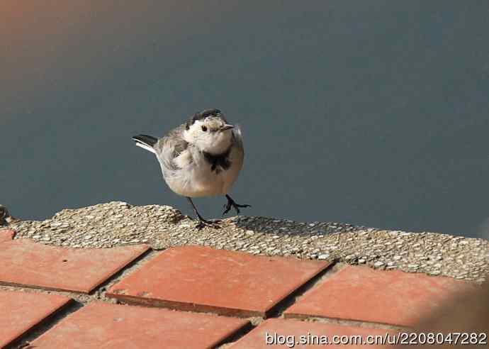 151.圣诞节送上12月份拍新鸟
