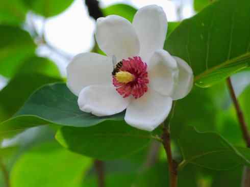 鱼类活化石：非洲肺鱼