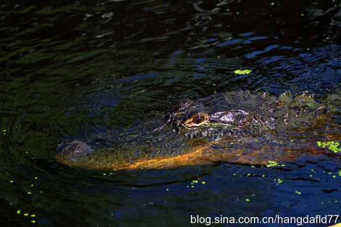 美国短吻鳄
