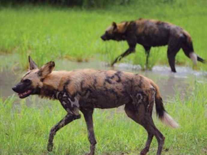 犬科：薮犬亚科非洲野犬属之非洲野犬