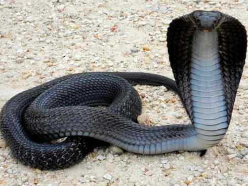 龙:传说的兽原型探秘(眼睛蛇类) 龙:传说的兽原型探秘(眼睛蛇类)