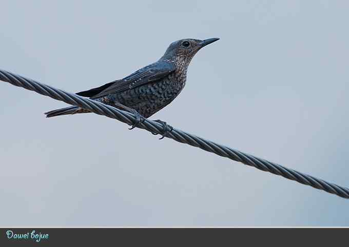 蓝矶鸫和沿河城的那些鸟