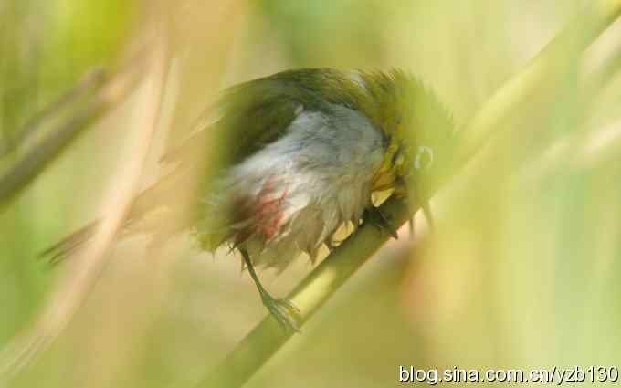 第一次遇到绣眼鸟（组图）