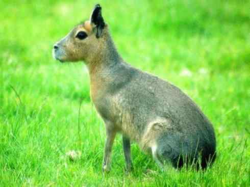 动物世界：山寨还是原创之十四