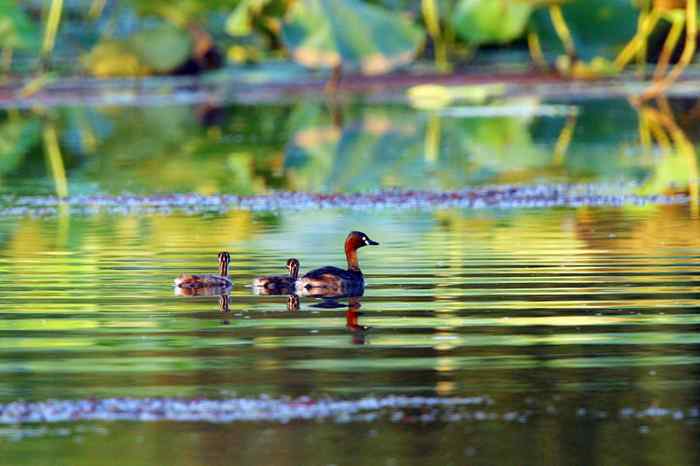 杭州老郑摄影续 杭州老郑摄影续