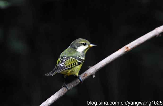 黄腹山雀(14) 黄腹山雀(14)