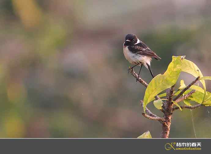 西双版纳拍鸟之二【实拍】