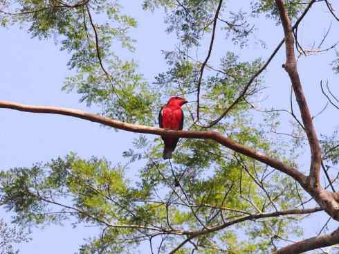 极品红色鸟类：深红紫伞鸟
