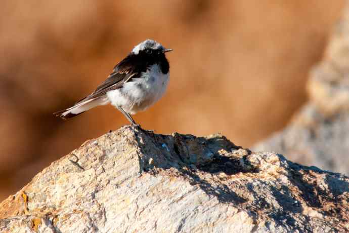 【新鸟】坝上鸟.白顶鵖