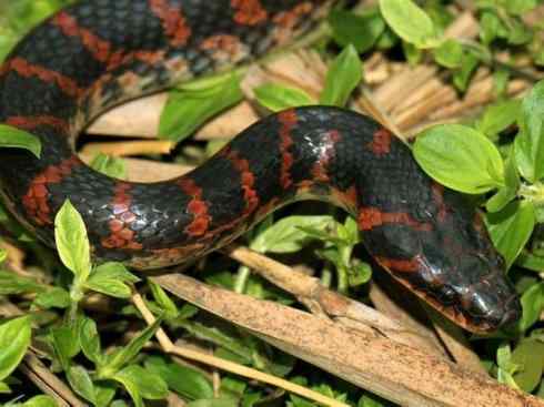 龙：传说的兽原型探秘（游蛇类）