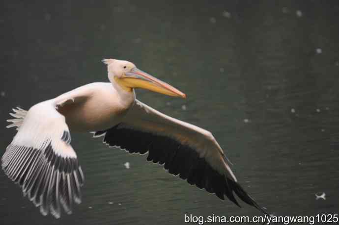 再拍鹈鹕 wbr11 再拍鹈鹕 wbr11