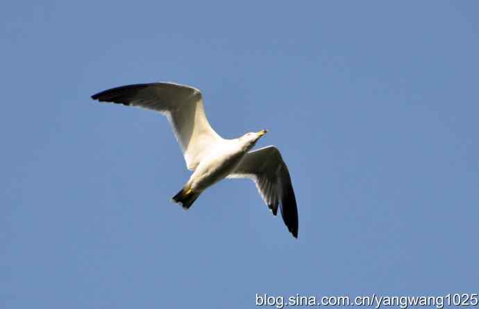飞（海鸥）5