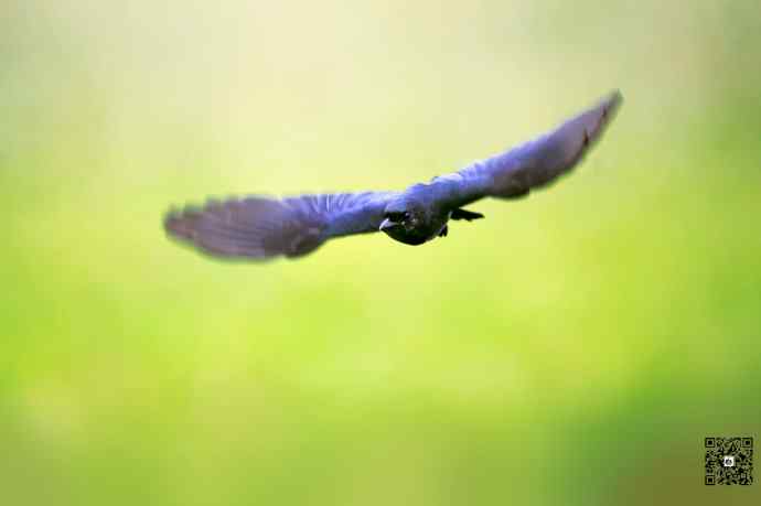 黑卷尾空中抓虫和戏马尾