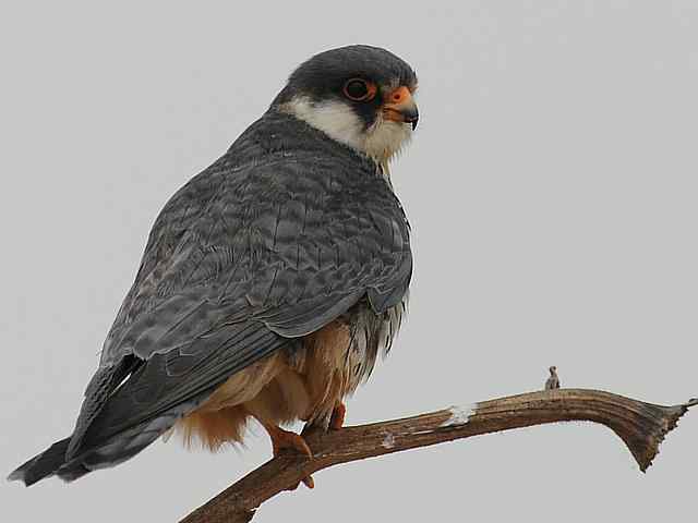 野鸭湖：阿穆尔隼与普通燕鸻