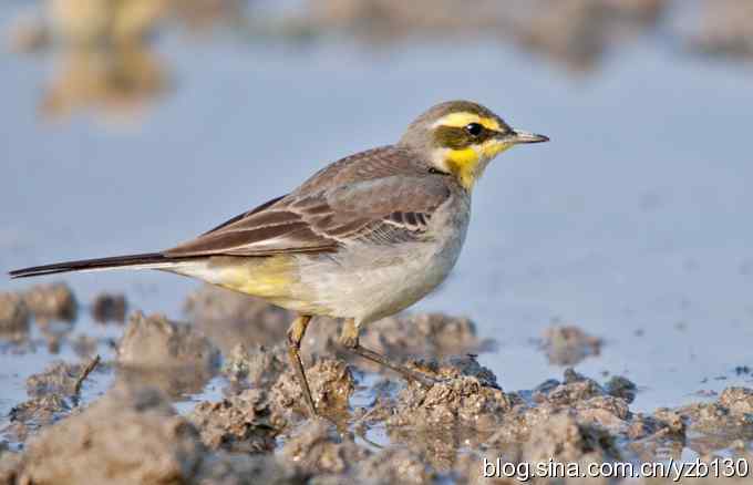 深港拍鸟新纪录（14）鈥斺敾汽n鸰（组图）
