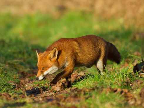 犬科：狐亚科狐属