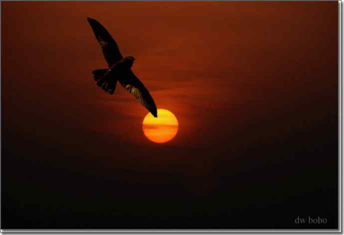 野鸭湖猛禽-红隼、短耳鸮、毛脚鵟