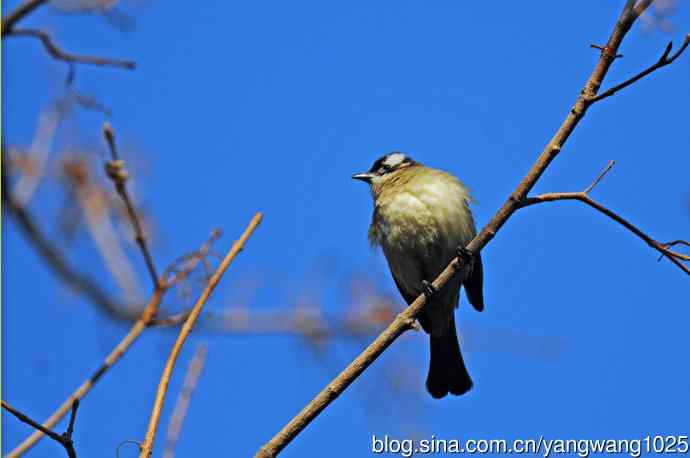 北京月坛公园的鸟类——白头鹎（3）
