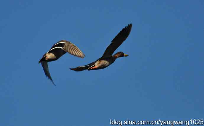 飞 wbr（雁） wbr1