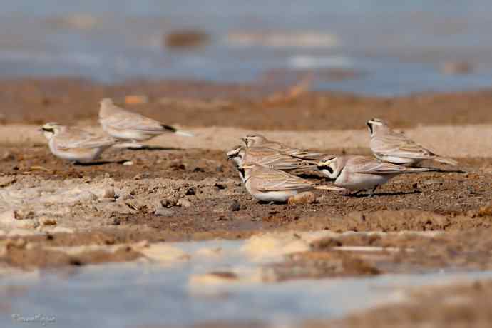角百灵 wbr野鸭湖的一天