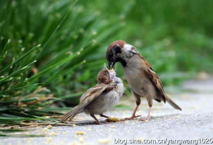母爱（纪实篇）