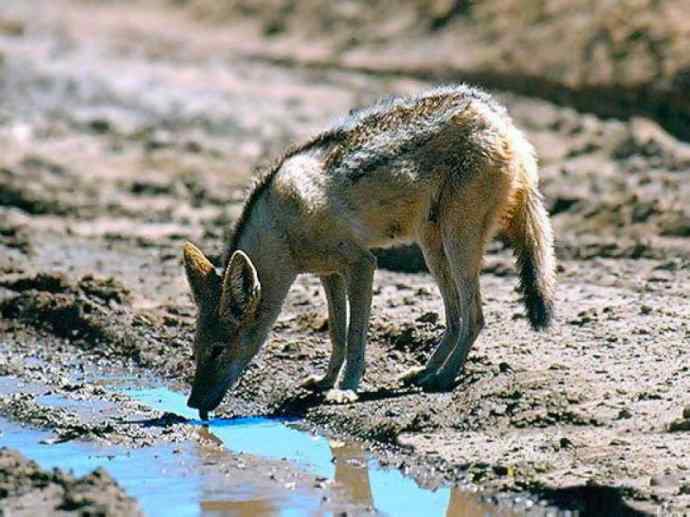犬科：犬亚科犬属之西门豺、侧纹豺（胡狼类）