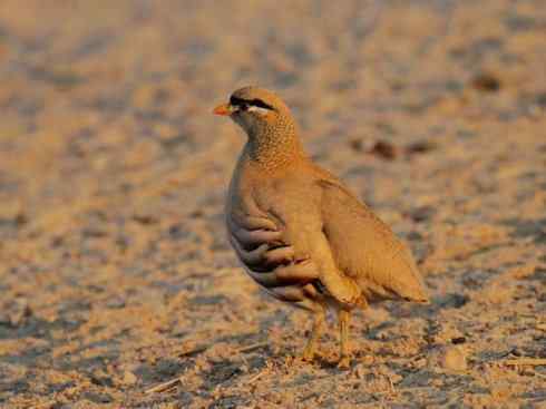 凤凰：传说的鸟原型探秘（雉鸡）