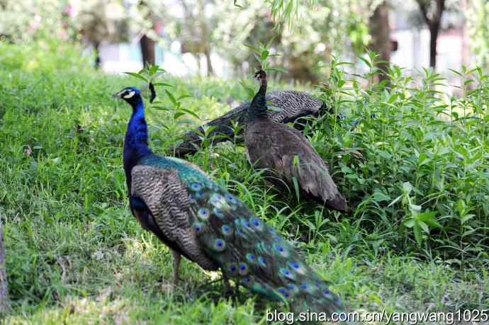 麋鹿苑的蓝孔雀