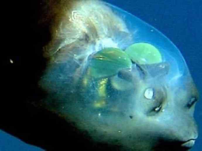 鱼类活化石：帆蜥鱼