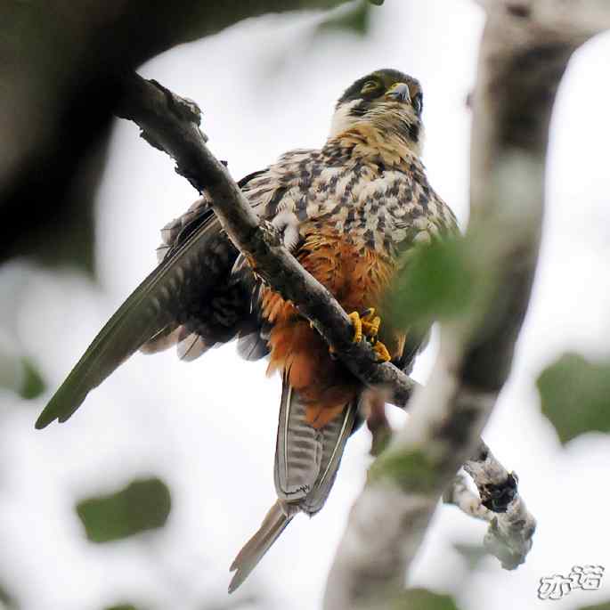 圆明园拍鸟——梳羽的燕隼