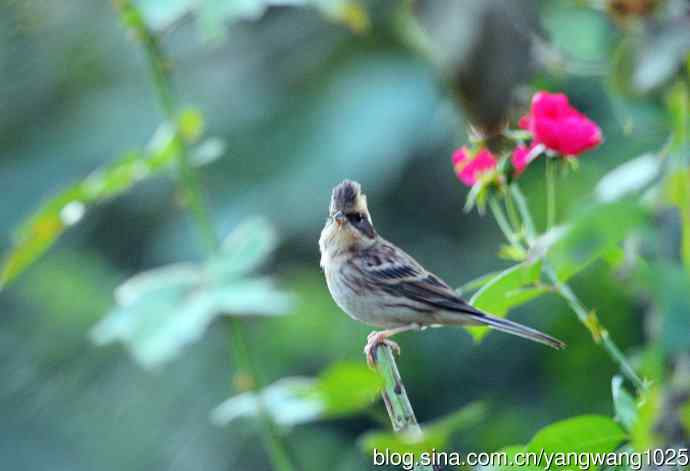 雌性黄喉鹀（4）