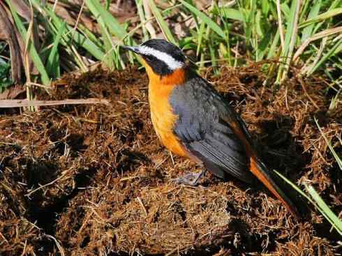 白头鸟系列:另类的美丽（白头歌鵖）