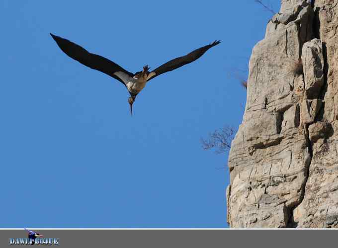 蓝天鹳影 蓝天鹳影