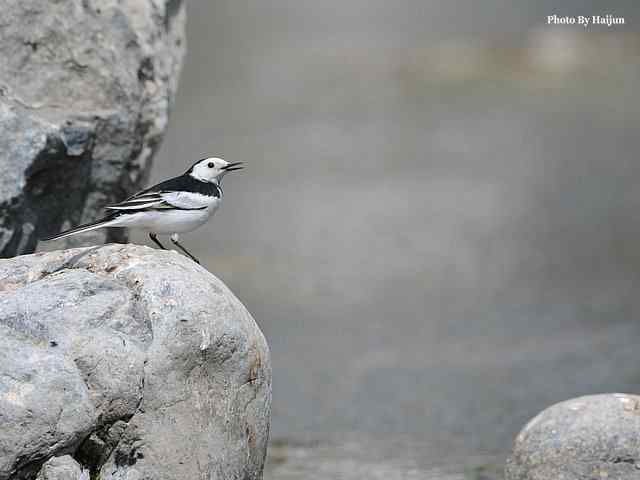 房山十渡(苍鹭水鹨白鹡鸰)