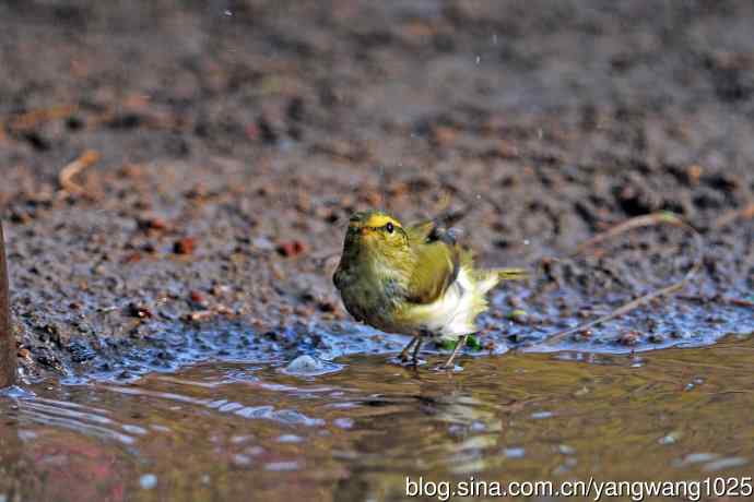 黄腰柳莺(19) 黄腰柳莺(19)