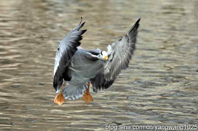 飞(斑头雁) 飞(斑头雁)