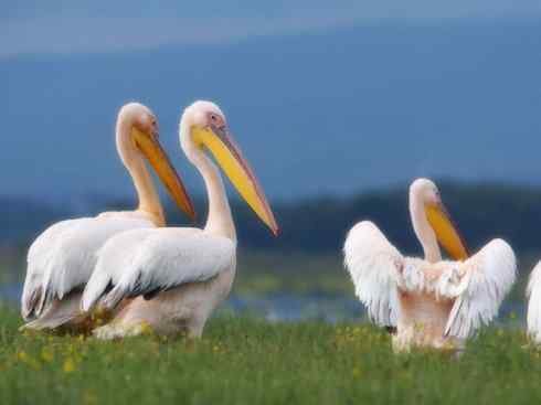 美丽无罪：雀鸟之欣赏