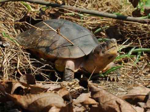 玄武:传说的兽原型探秘(潮龟) 玄武:传说的兽原型探秘(潮龟)