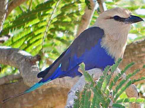 绝色攀禽：佛法僧目之佛法僧2