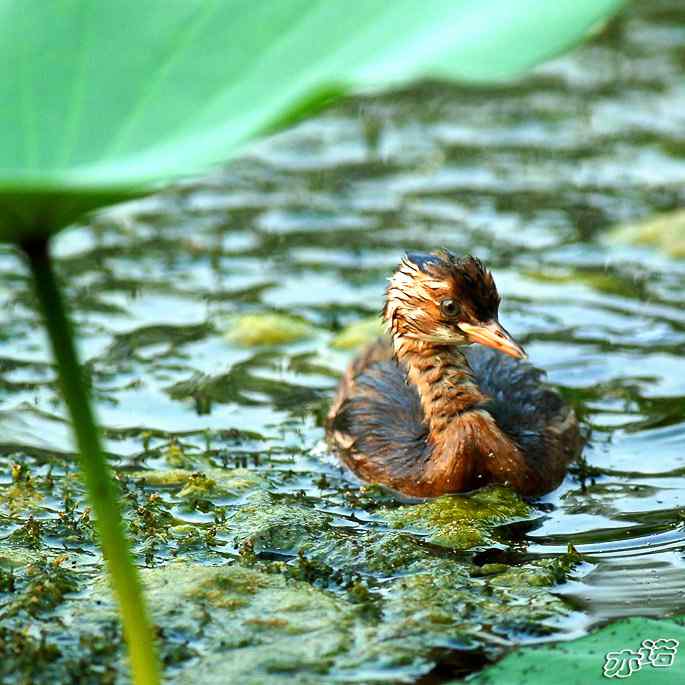 圆明园拍鸟——小小鸊鷉（数毛版）
