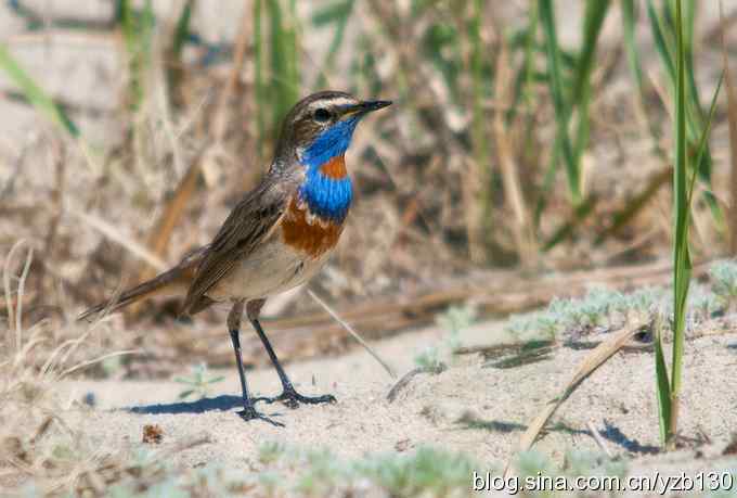 精神抖擞蓝点颏(组图,10张图片) 精神抖擞蓝点颏(组图,10张图片)