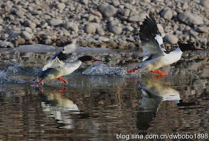 白河峡谷：鹮嘴儿小猫拍不够