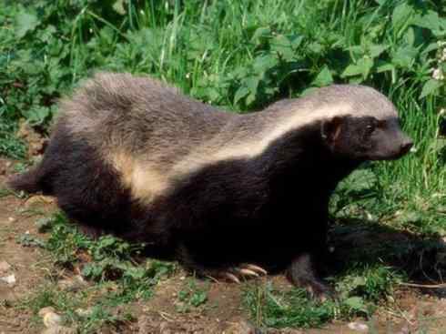 十大喜食蜂蜜动物：蜜獾